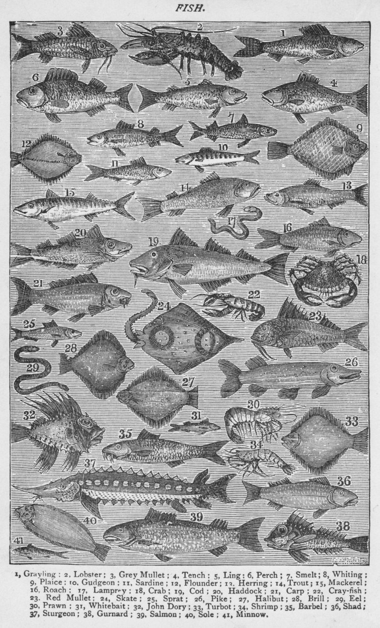 Peixe, 1907, 1907 de Unbekannt