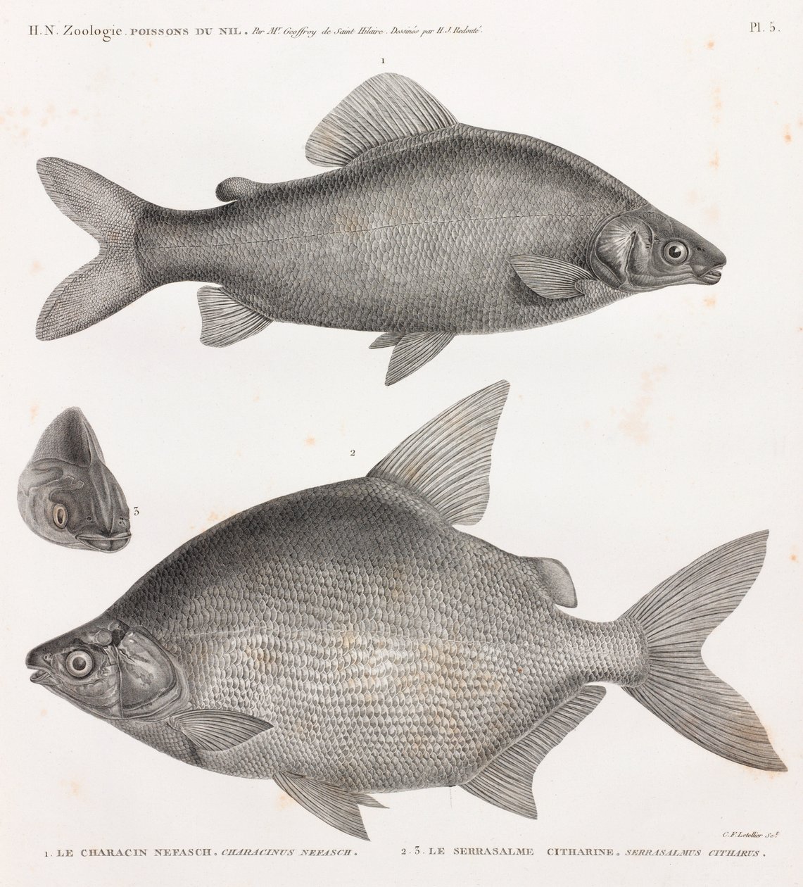 Peixe: Le Characin Nefasch & Le Serrasalme Citharine de Unbekannt