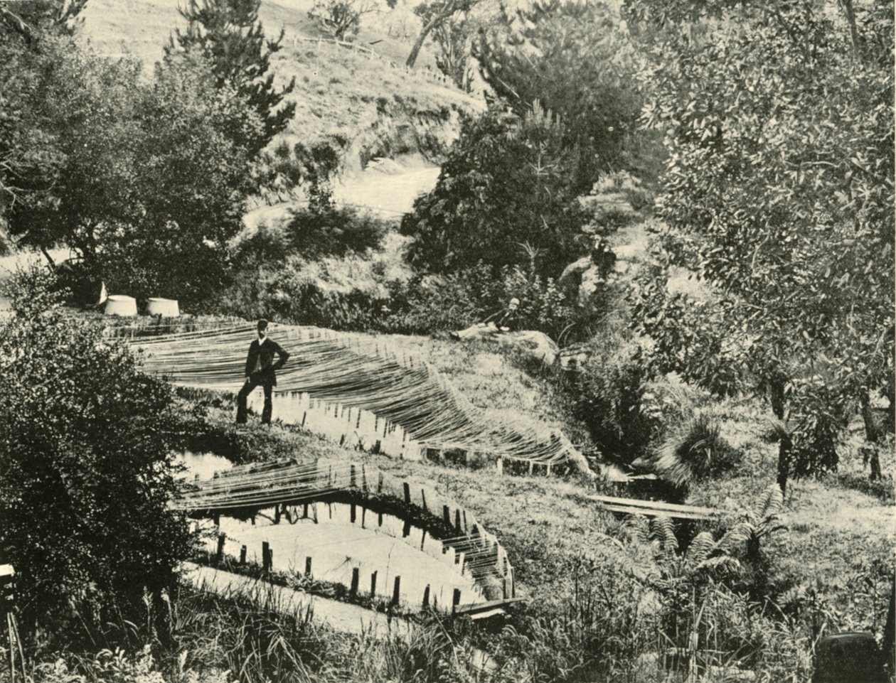 Piscinas de peixes, Ercildoune, perto de Ballarat, 1901. de Unbekannt
