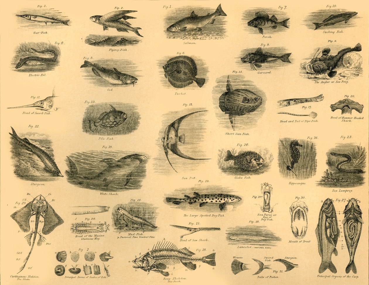 Peixes, c1910. de Unbekannt