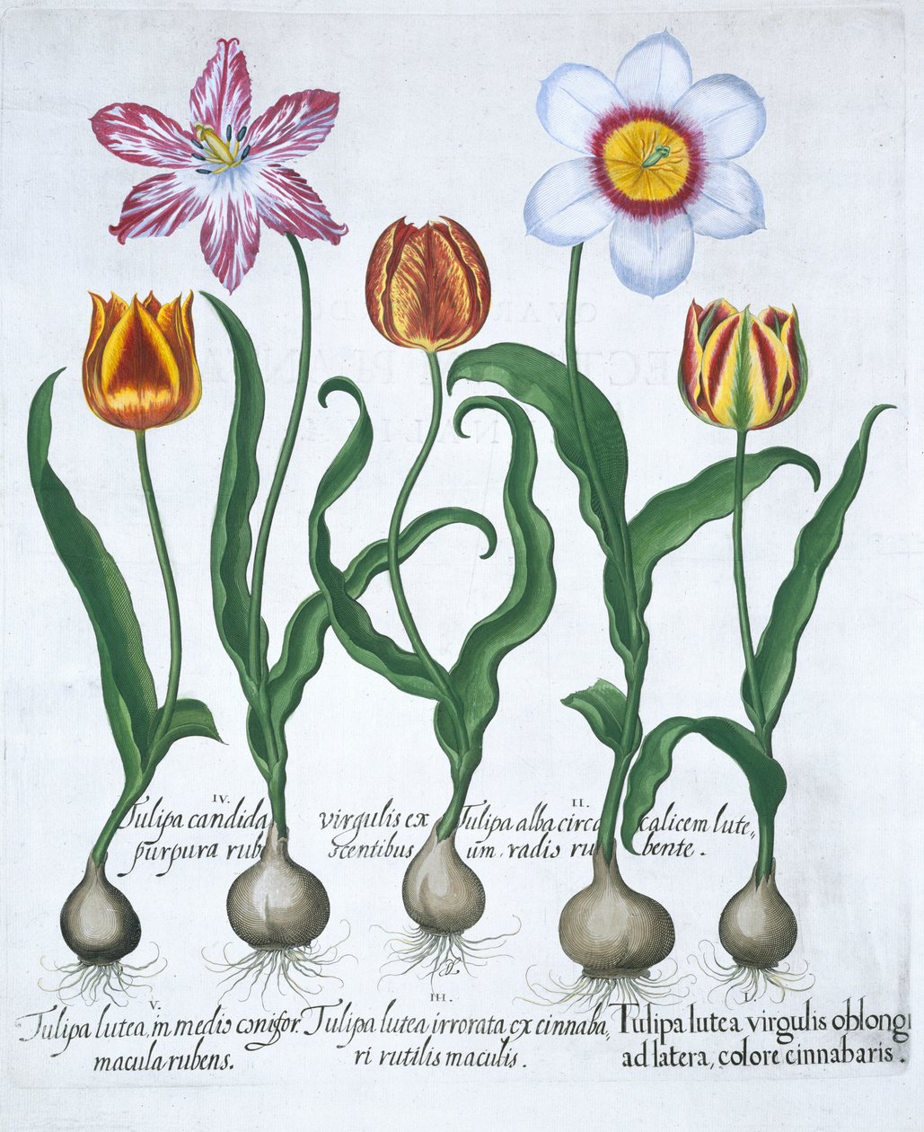 Cinco tulipas, 1613 de Unbekannt