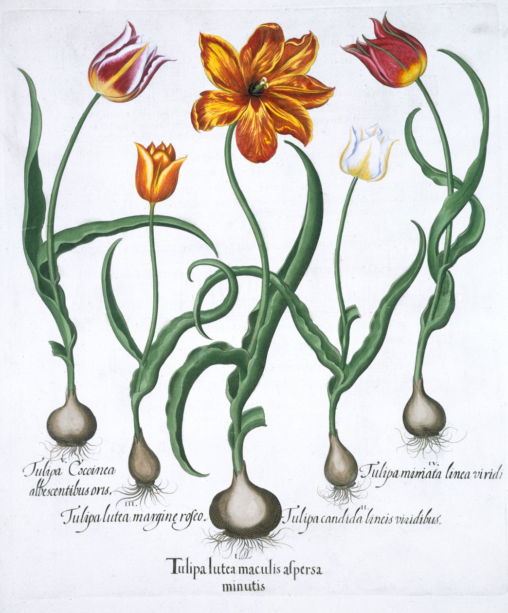 Cinco tulipas, 1613 de Unbekannt