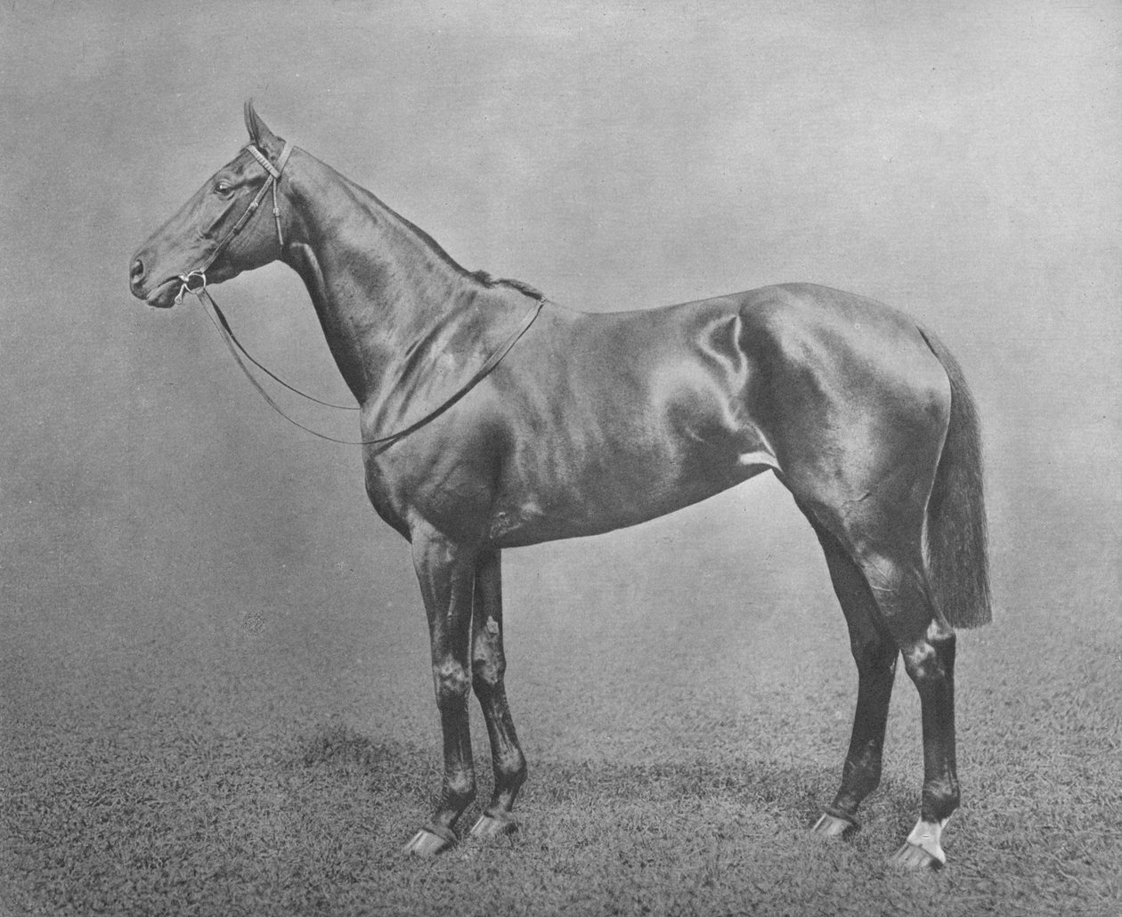 Flair, 1911 de Unbekannt
