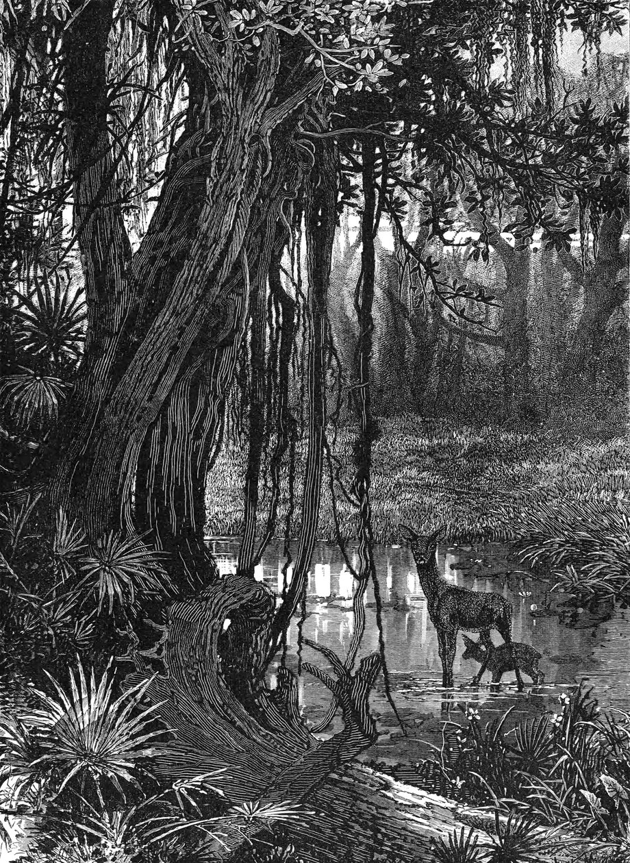 Everglades da Flórida, EUA, c1885 de Unbekannt