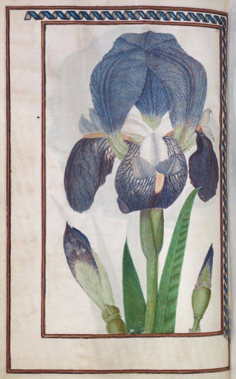 Florilegium, 1608. de Unbekannt