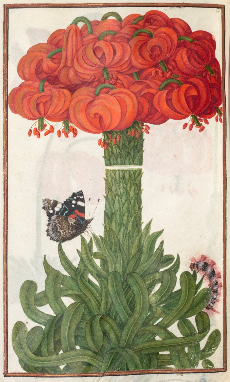 Florilegium: página 18 verso boquet de lírios de laranja, 1608. de Unbekannt