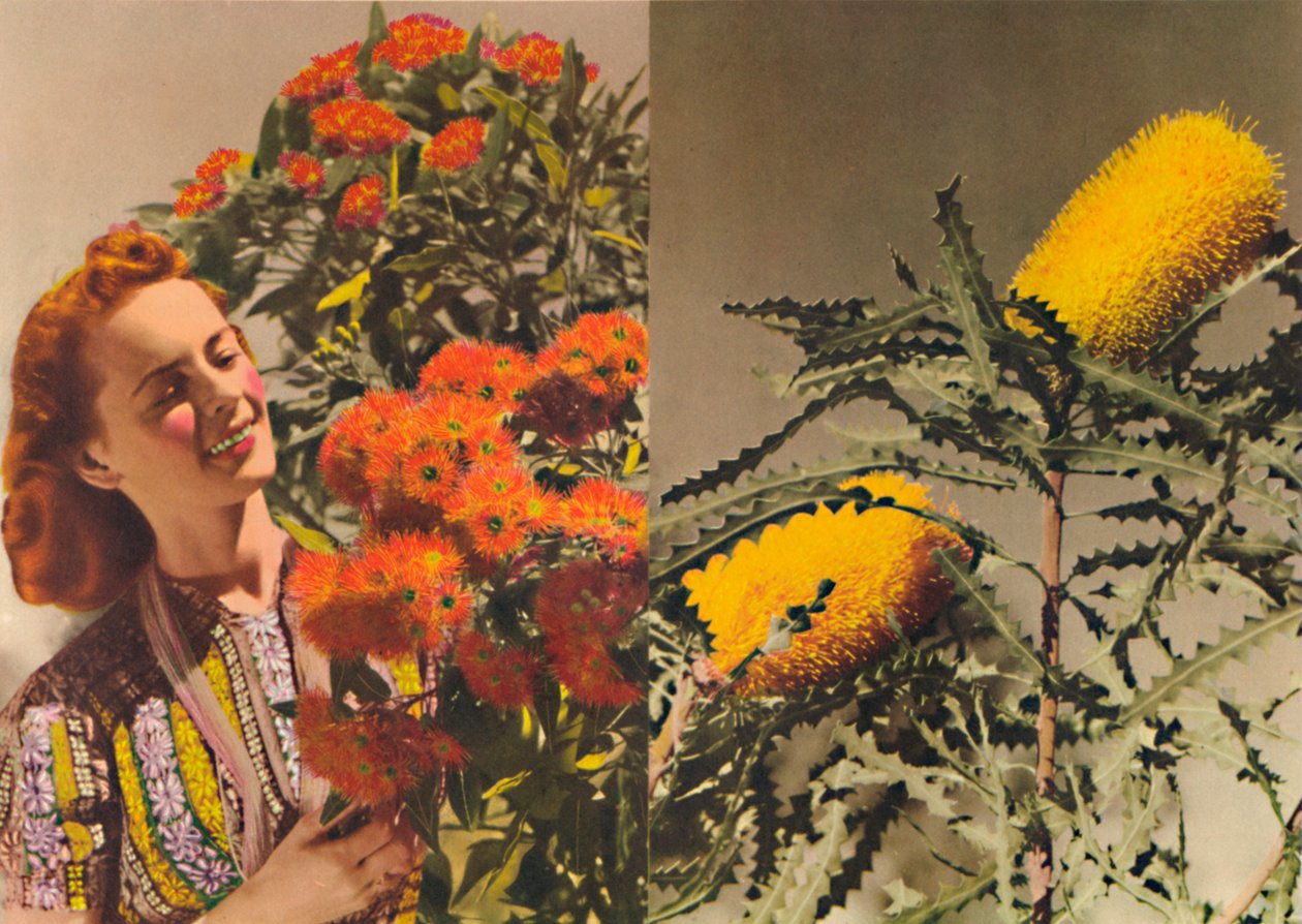 Goma de florescência e Banksia, c1947. de Unbekannt