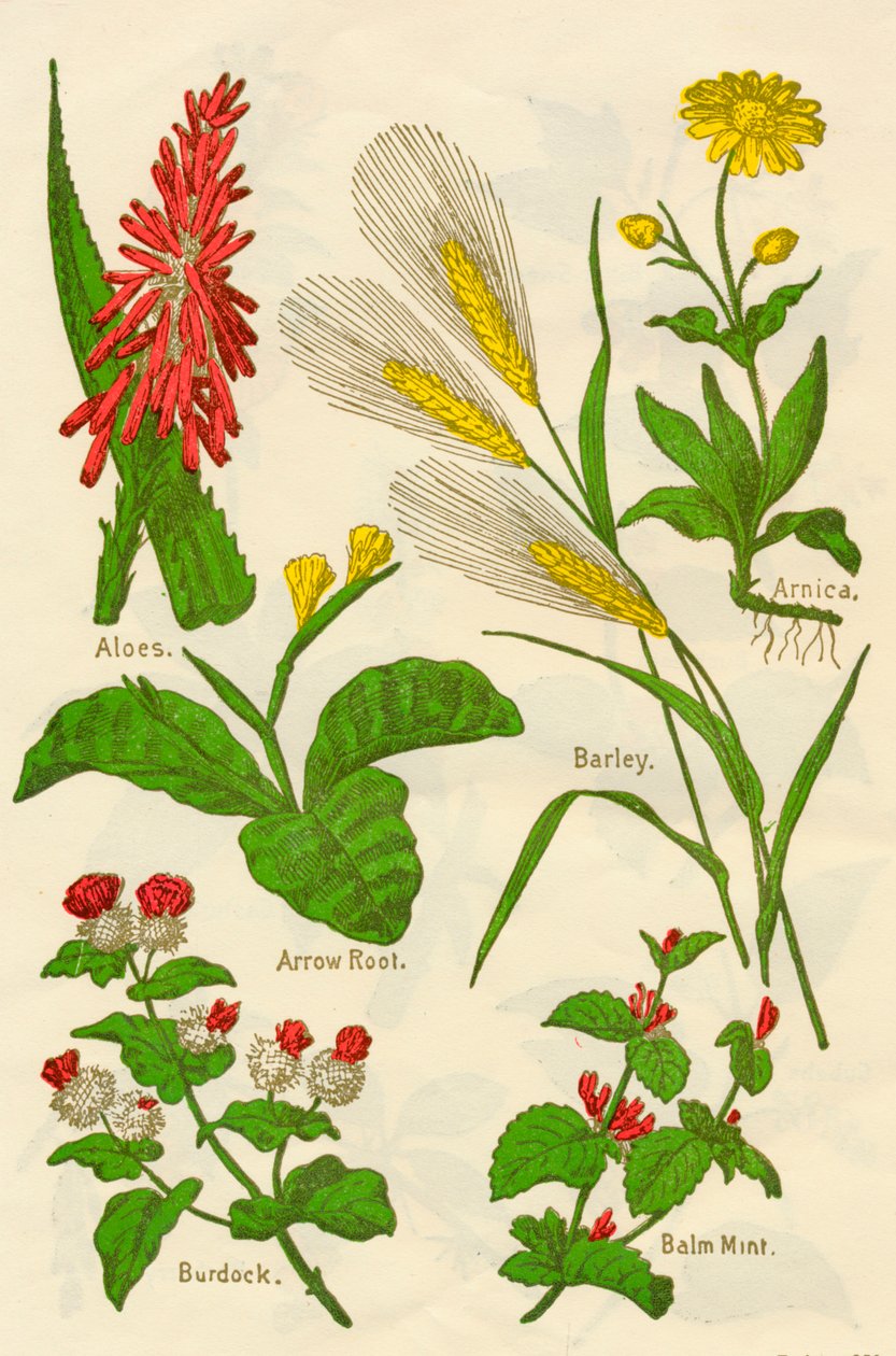 Flores: Aloés, Arnica, Raiz de Seta, Cevada, Hortelã-Bálsamo, Bardana, c1940. de Unbekannt