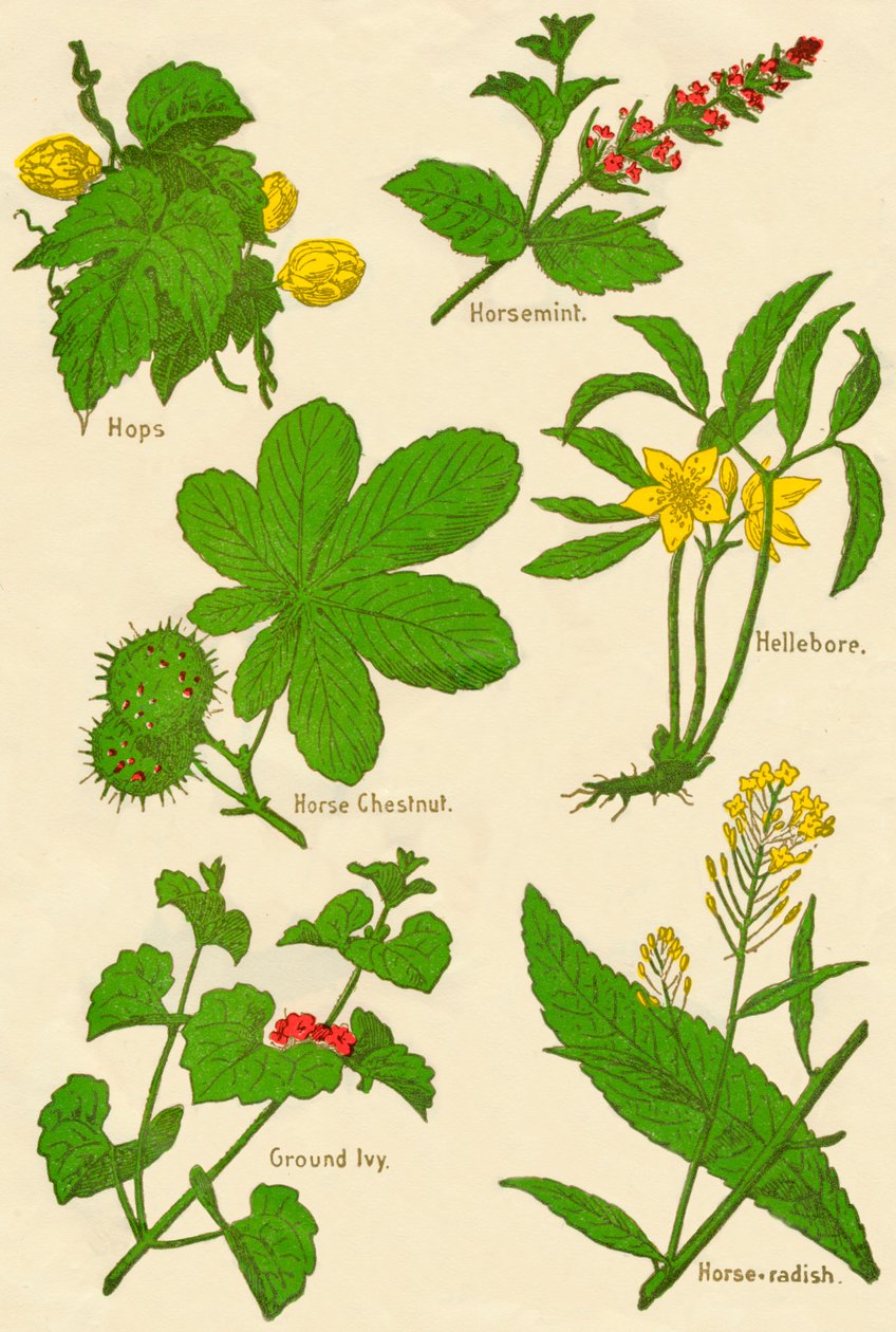 Flores: Lúpulo, Horsemint, Castanha da Índia, Hellebore, Hera moída, Rabanete, c1940 de Unbekannt