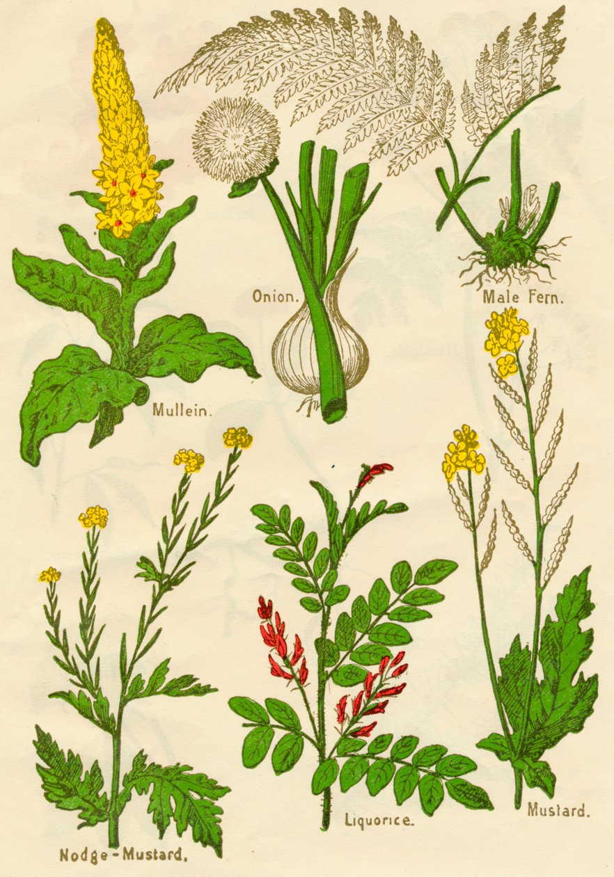 Flores: Verbasco, cebola, samambaia masculina, Nodge-Mostarda, alcaçuz, mostarda, c1940 de Unbekannt