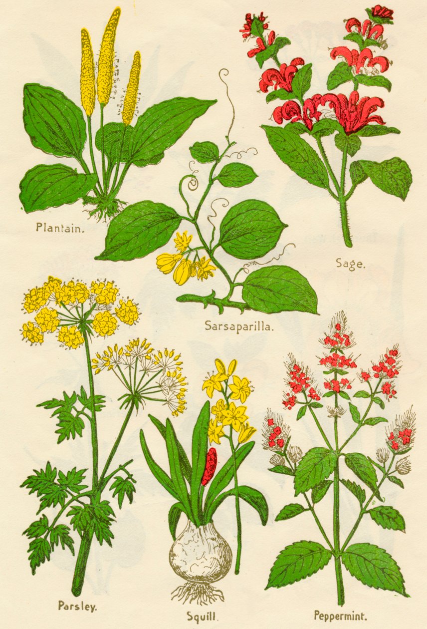Flores: Banana-da-terra, Salsaparrilha, Sálvia, Salsa, Squill, Hortelã-pimenta, c1940 de Unbekannt