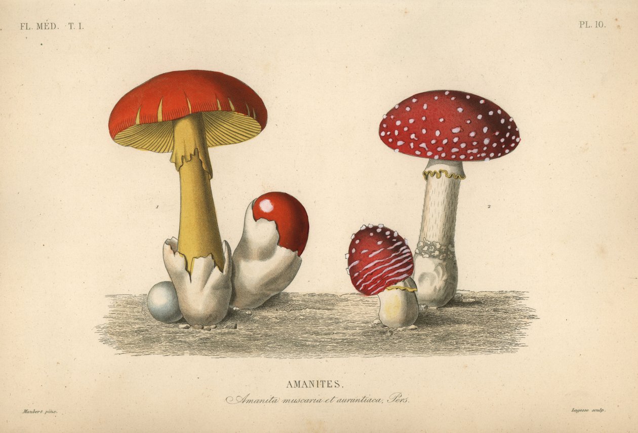 Cogumelo agárico voador, Cogumelo Amanita, Cogumelo imperial, Amanita aurantiaca de Unbekannt