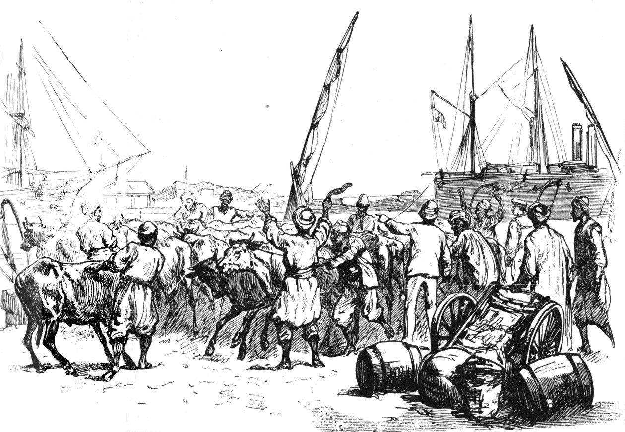 Alimento para as tropas: desembarque de gado em Port Said, c1882 de Unbekannt