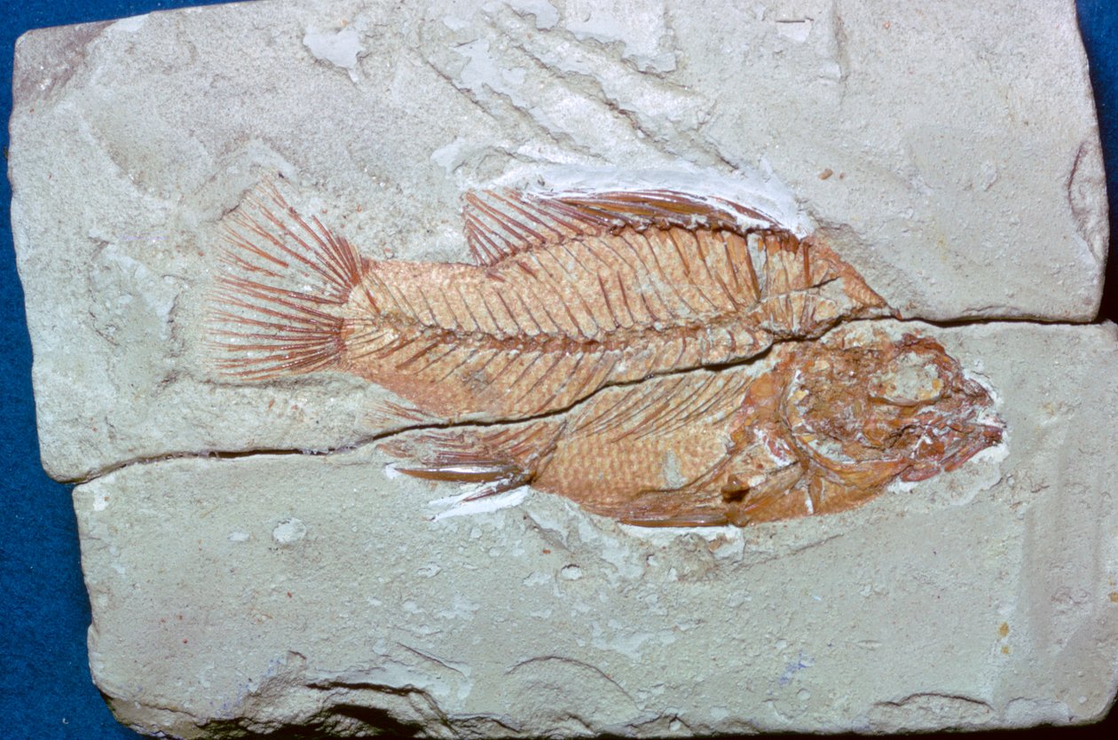 Fóssil de um peixe de Unbekannt