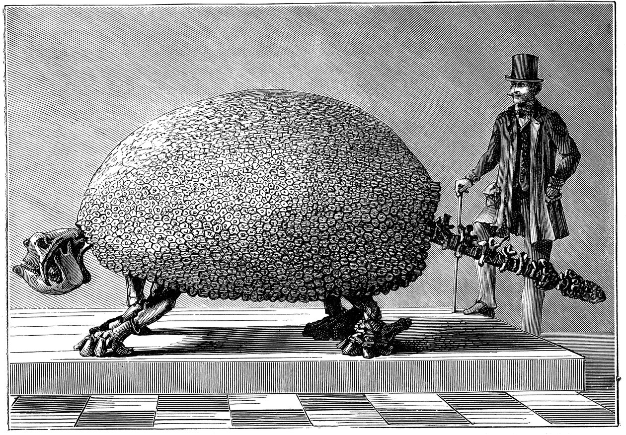 Fóssil de um tatu gigante da América do Sul, c1890 de Unbekannt