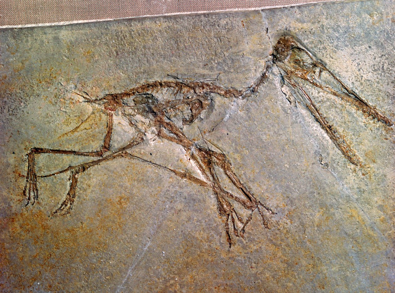 Esqueleto fóssil de um pterodáctilo, da coleção do Museu Britânico de Unbekannt
