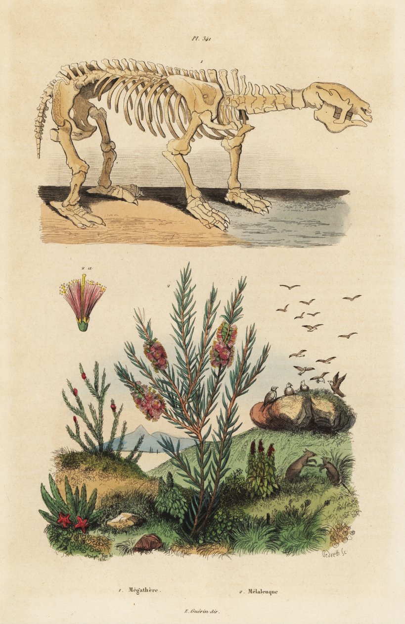 Esqueleto fóssil de uma preguiça terrestre gigante extinta, Megatherium americanum, e árvore de chá ou arbusto de murta, espécie Melaleuca de Unbekannt