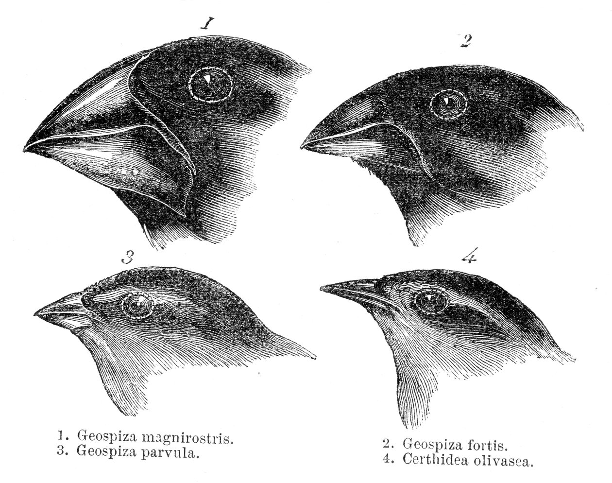 Quatro ou as espécies de tentilhões observadas por Darwin nas Ilhas Galápagos de Unbekannt