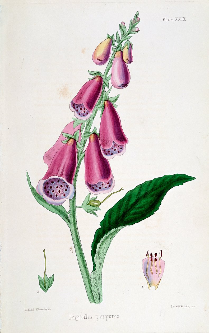 Digital digital purpurea, século XIX. de Unbekannt