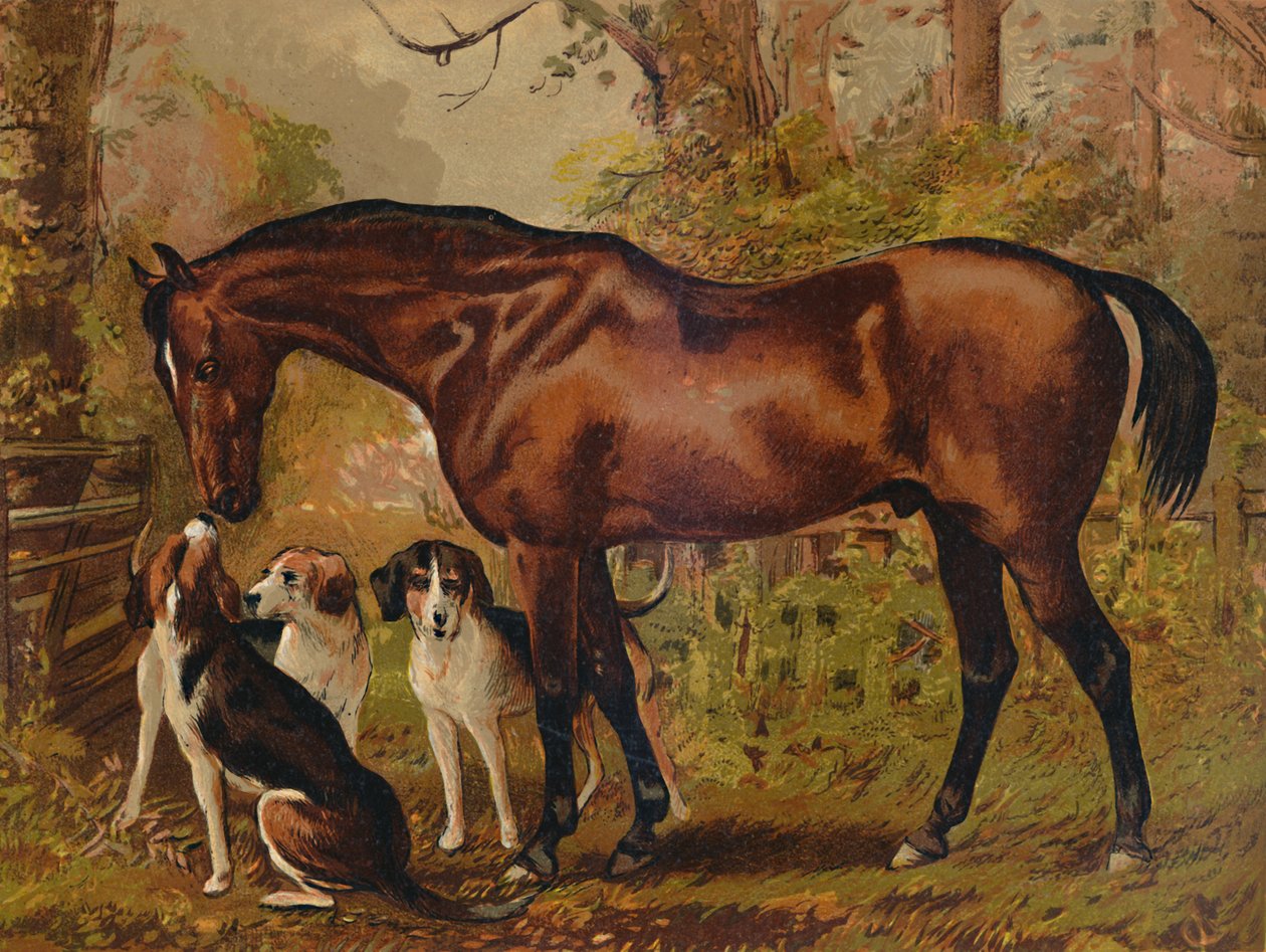 Maçom - Caçador favorito do falecido Hugo Meynell Ingram Esq., C1879. de Unbekannt