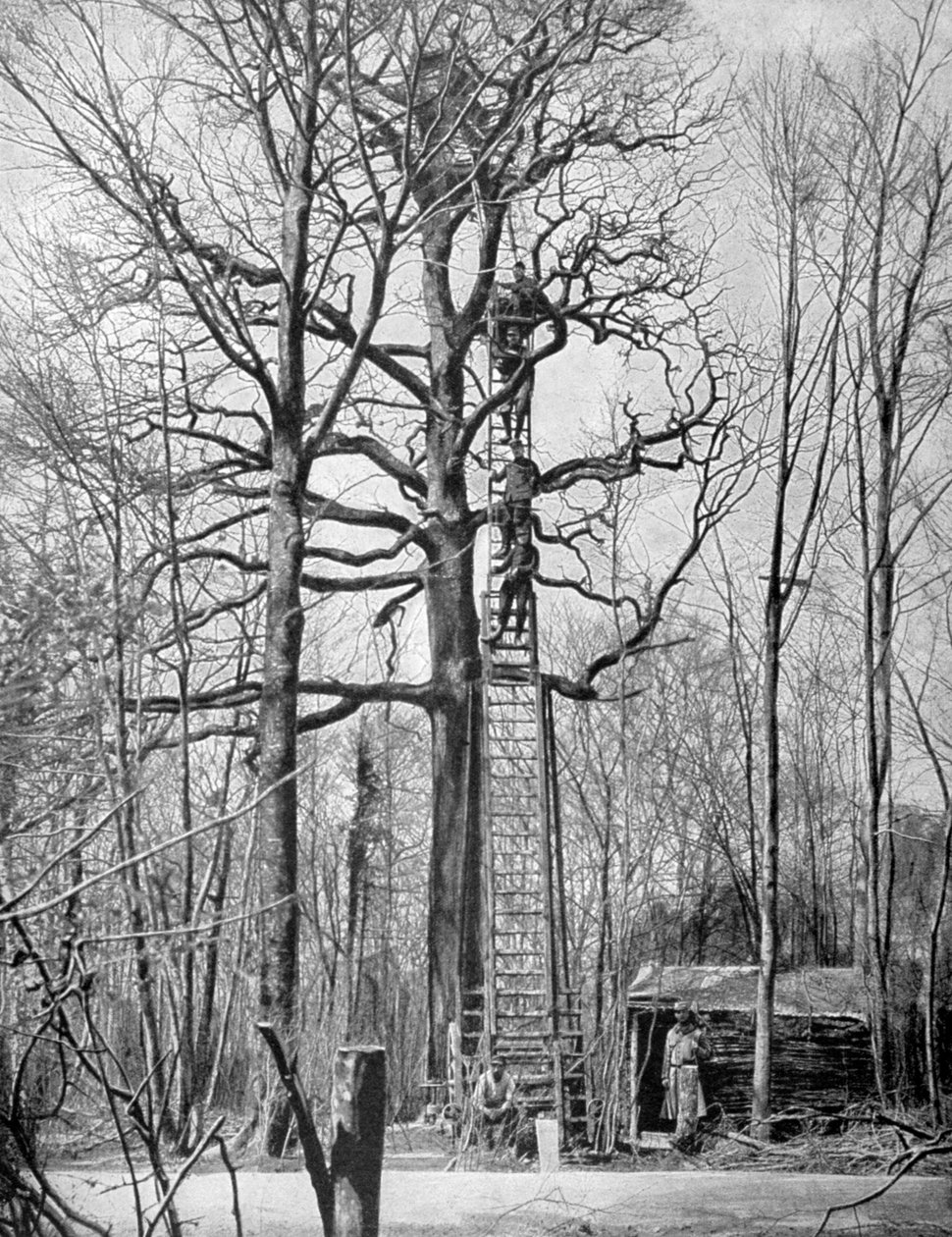 Posto de observação francês em uma árvore, França, Primeira Guerra Mundial, 1915 de Unbekannt