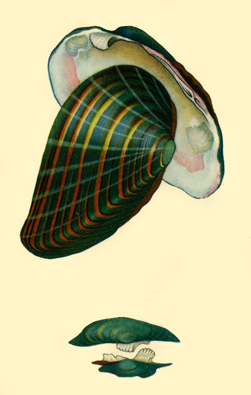 Mexilhão de água doce, 1801, 1946. de Unbekannt