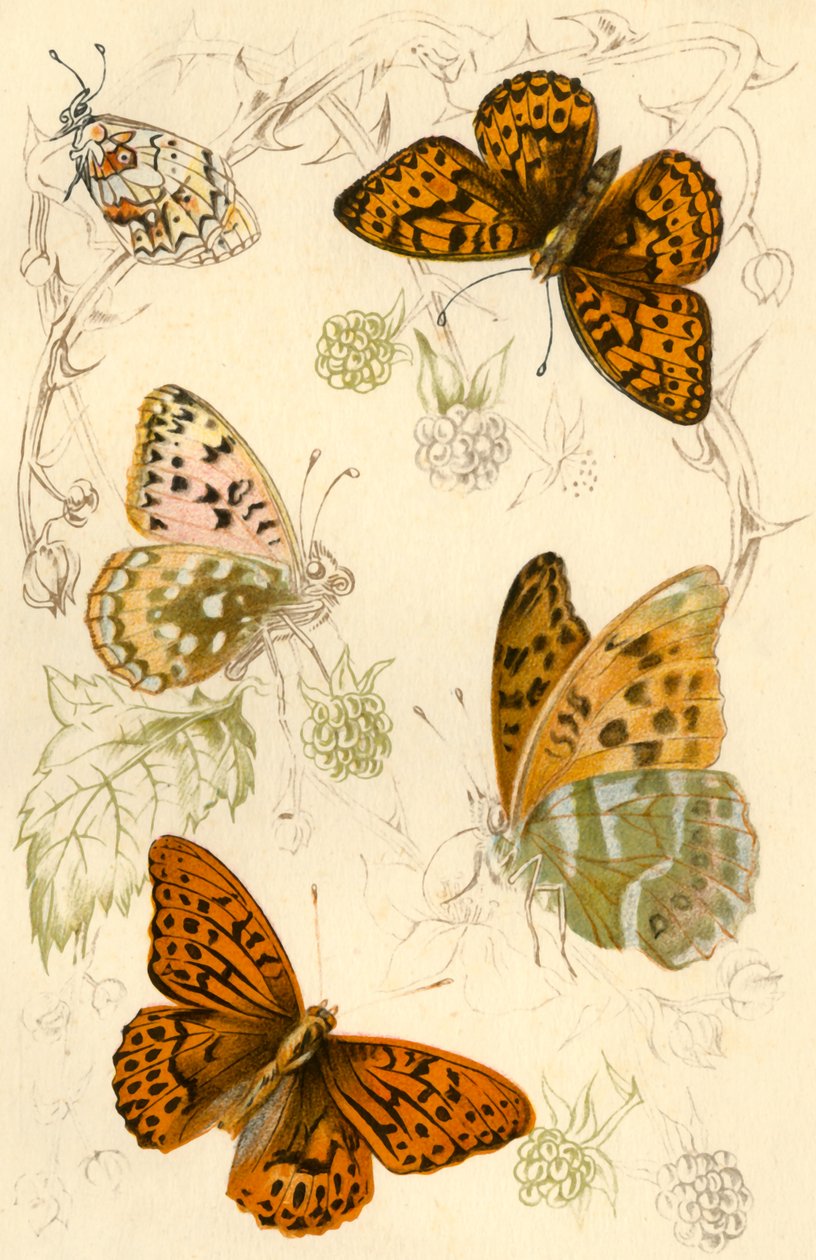 Borboletas fritilares, século XIX. de Unbekannt