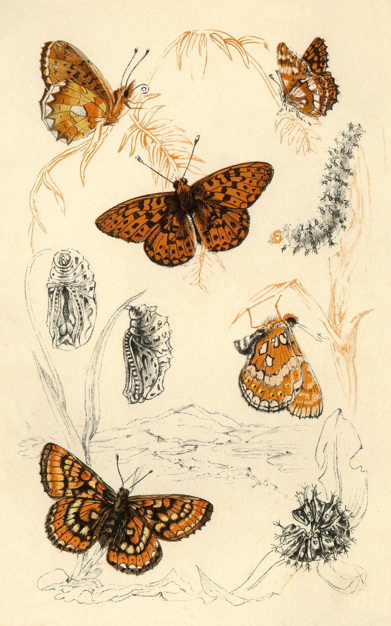 Borboletas fritilares, século XIX. de Unbekannt