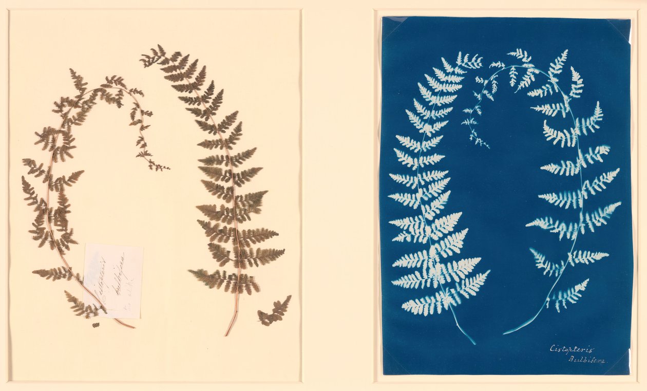 Do álbum Hatton Fern, c. 1850. de Unbekannt