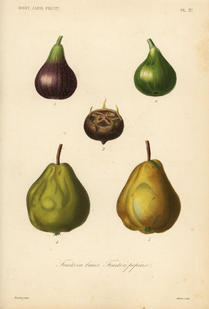 Frutas, frutas com casca e bagas de Unbekannt