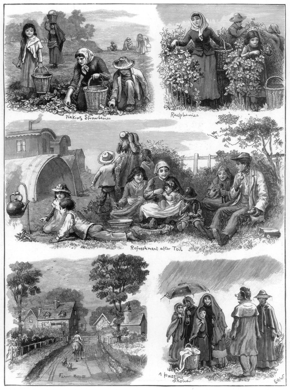 Coletores de frutas, 1899 de Unbekannt