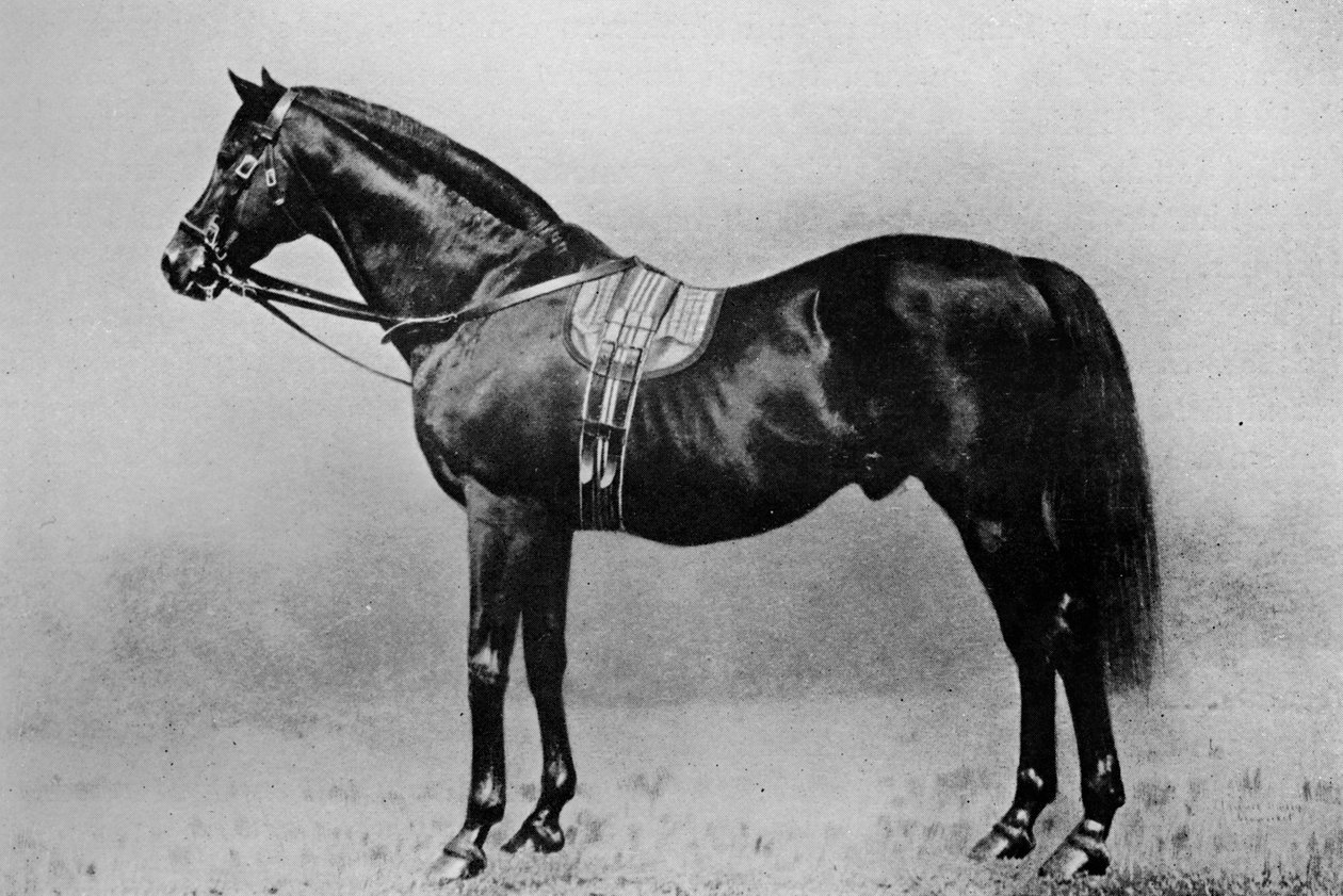 Galopin, 1872-1899, 1911 de Unbekannt