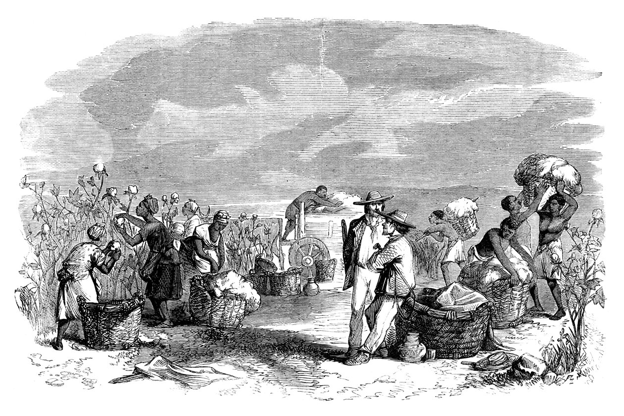 Coleta de algodão em uma plantação de algodão, c1895 de Unbekannt