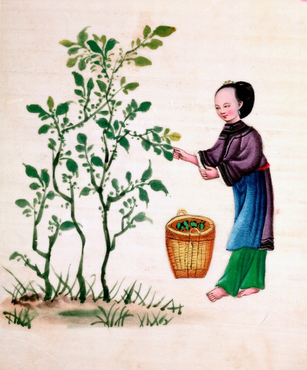 Coleta de folhas de amoreira para alimentar bichos-da-seda, século XIX de Unbekannt