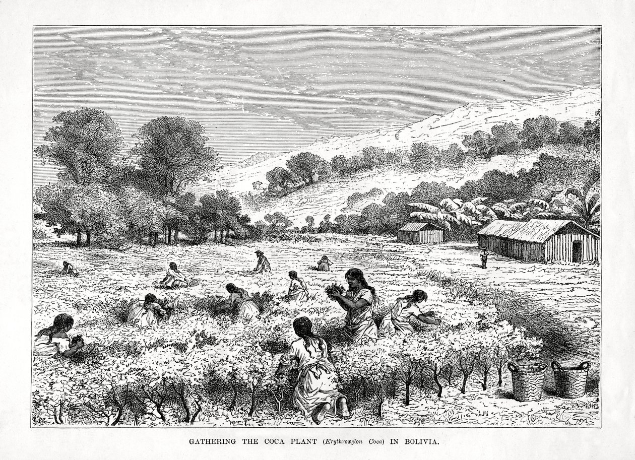 Coleta da planta de coca Erythroxylum coca na Bolívia, 1877 de Unbekannt