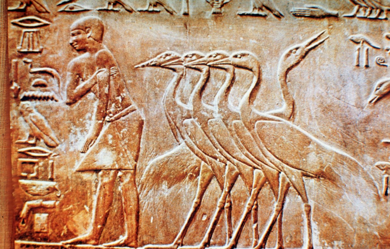 Gansos, relevo de parede do túmulo de Ptahhotep, Saqqara, Egito, século 24 aC de Unbekannt