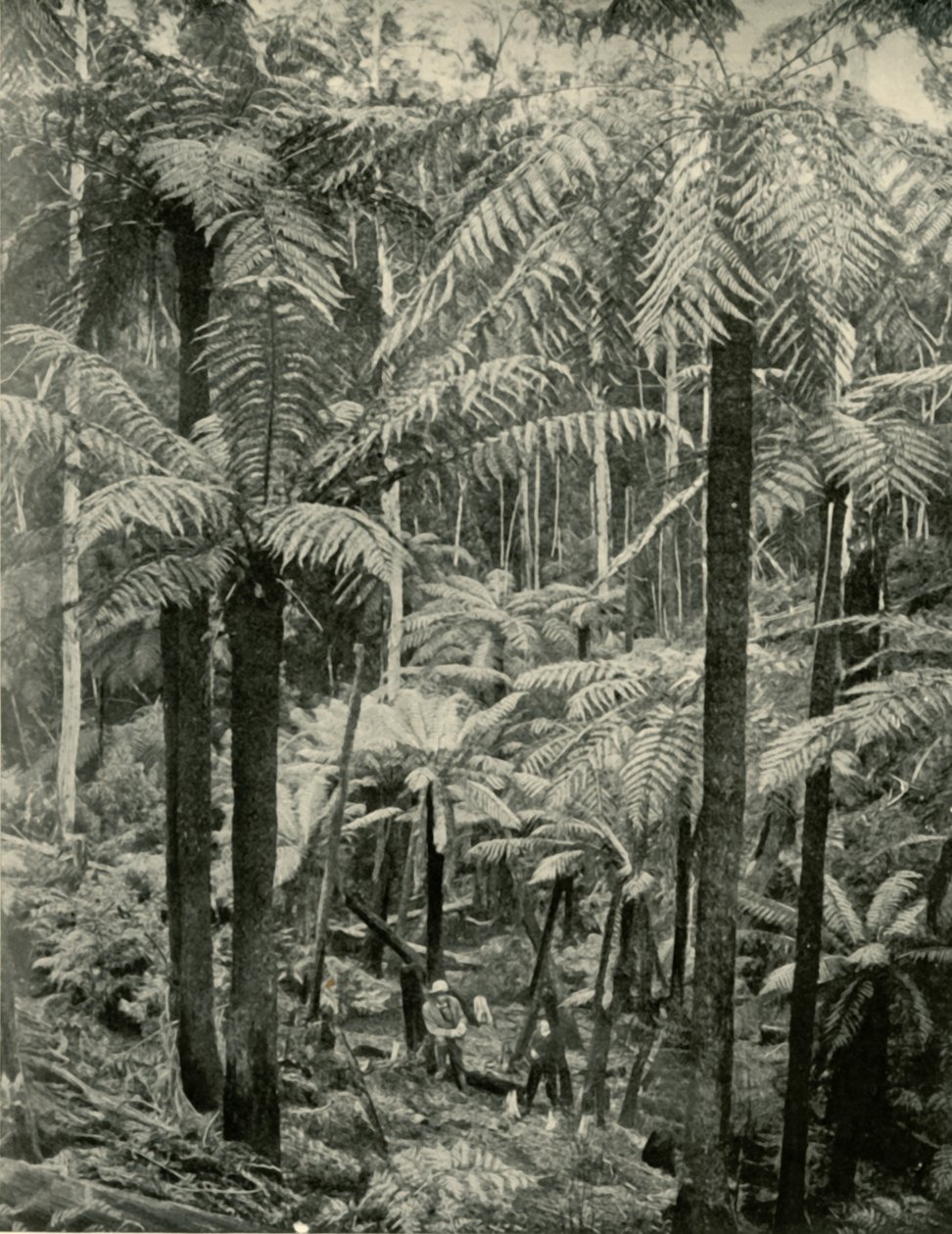 Samambaias gigantes em Gembrook, 1901. de Unbekannt