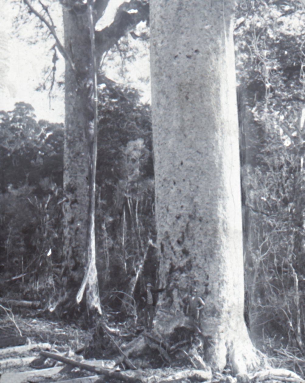 Árvore Kauri gigante, final do século XIX e início do século XX. de Unbekannt
