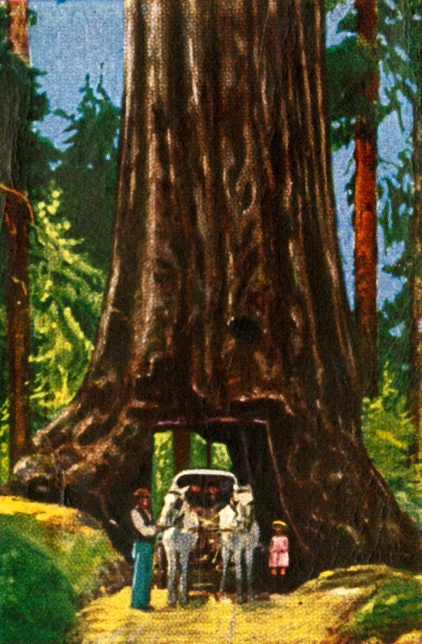 Redwood gigante em Califórnia, c1928. de Unbekannt