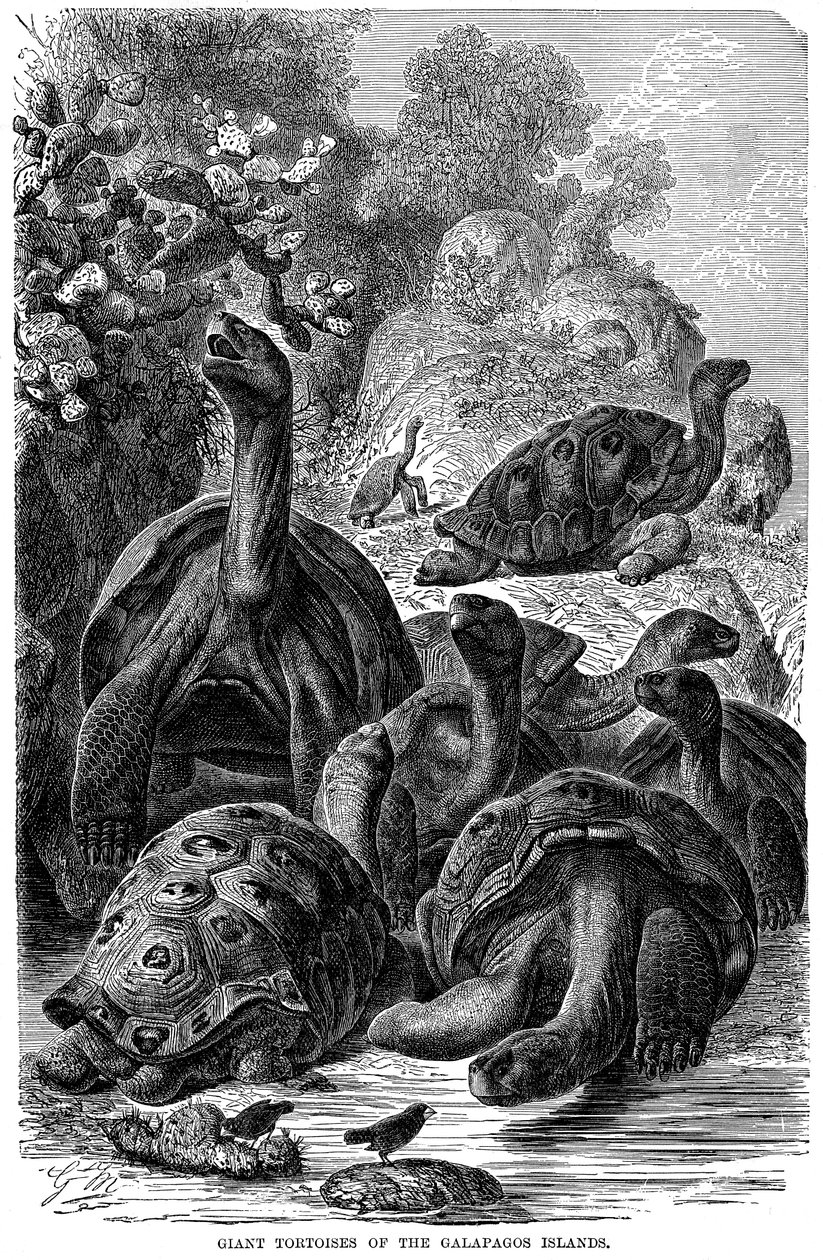 Tartarugas gigantes das Ilhas Galápagos que foram observadas por Darwin, 1894 de Unbekannt