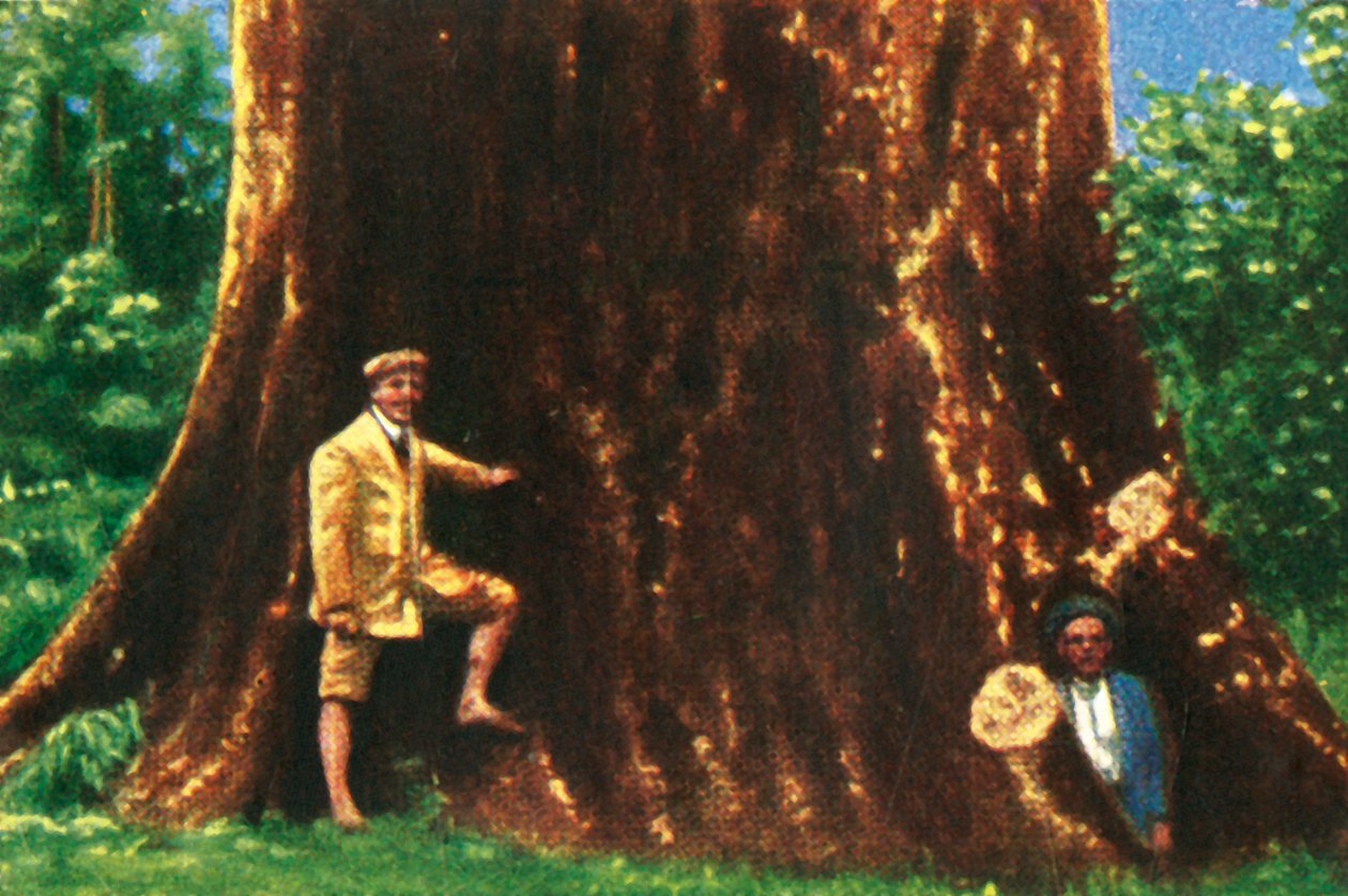 Árvore gigante no Brasil, c1928. de Unbekannt