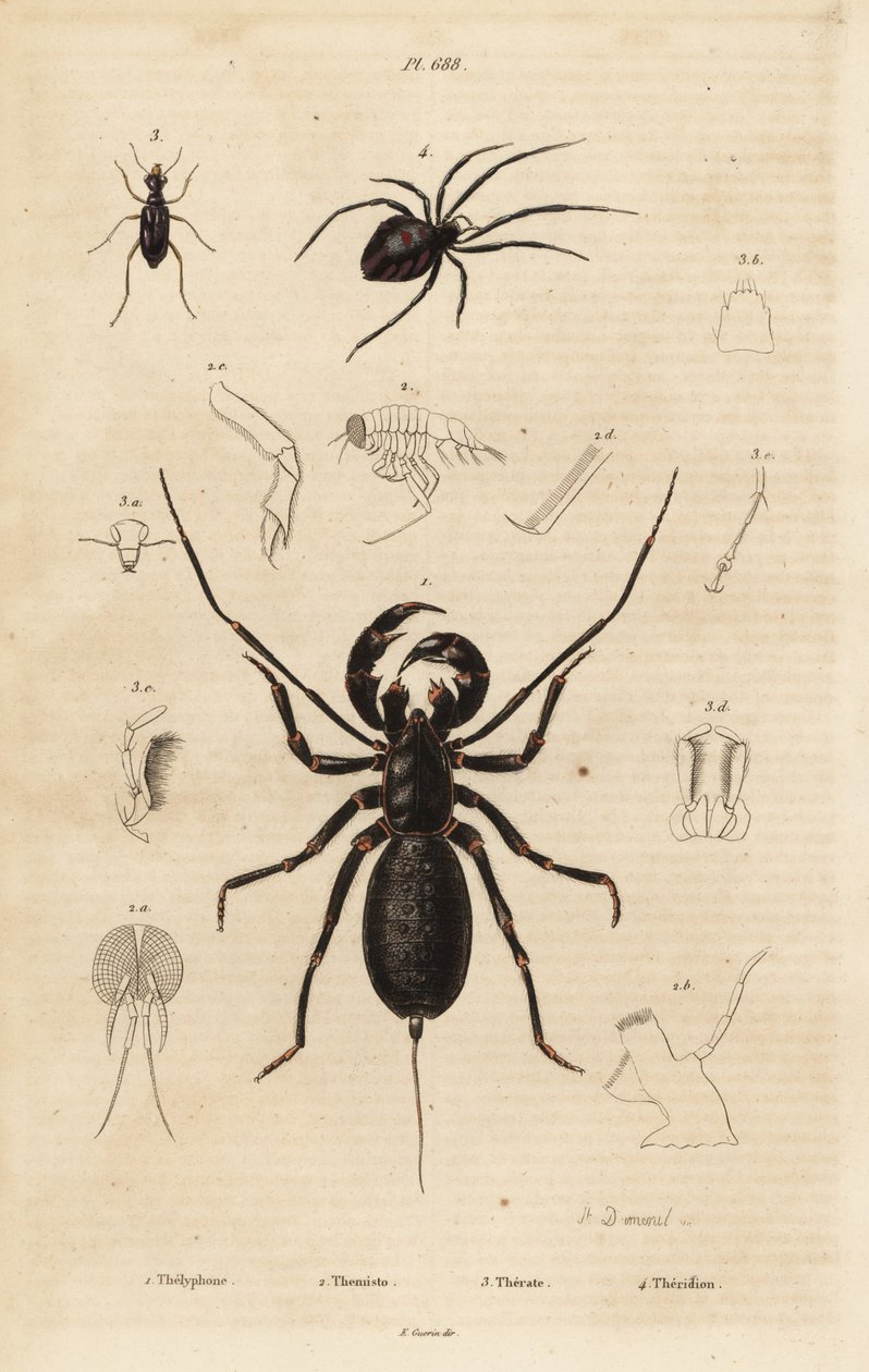 Escorpião chicote gigante, Mastigoproctus giganteus, besouro, espécies Theratus, e aranha de teia de aranha, espécies Theridion de Unbekannt