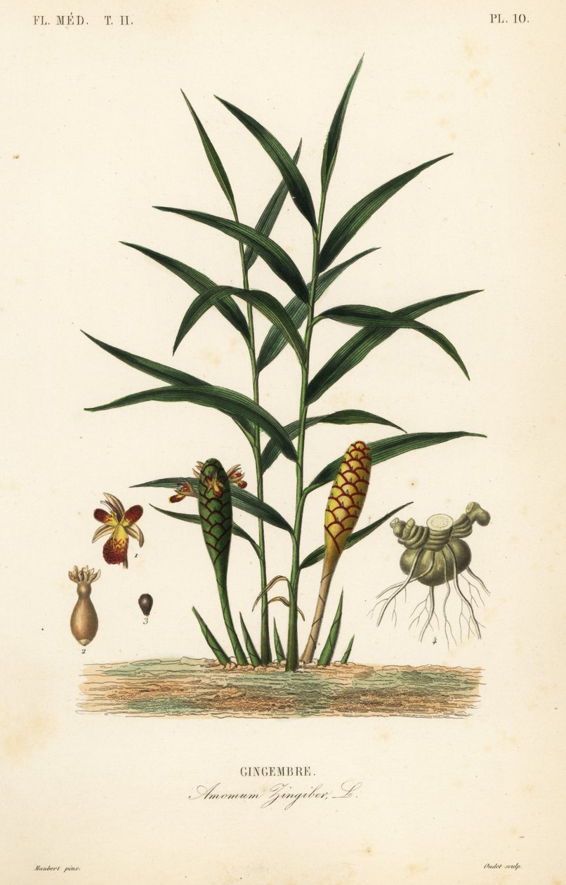 Gengibre ou raiz de gengibre, Zingiber officinale, Amomum zingiber, Gingembre de Unbekannt