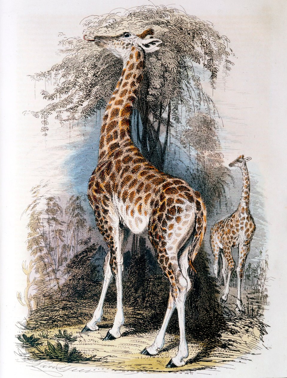 Girafa navegando em uma árvore, 1836 de Unbekannt