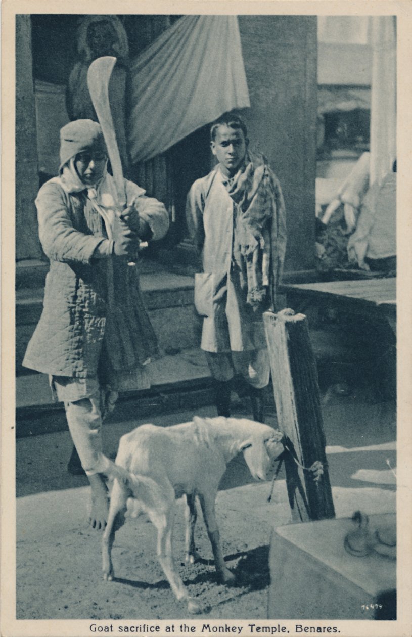 Sacrifício de cabras no templo dos macacos, Benares. de Unbekannt