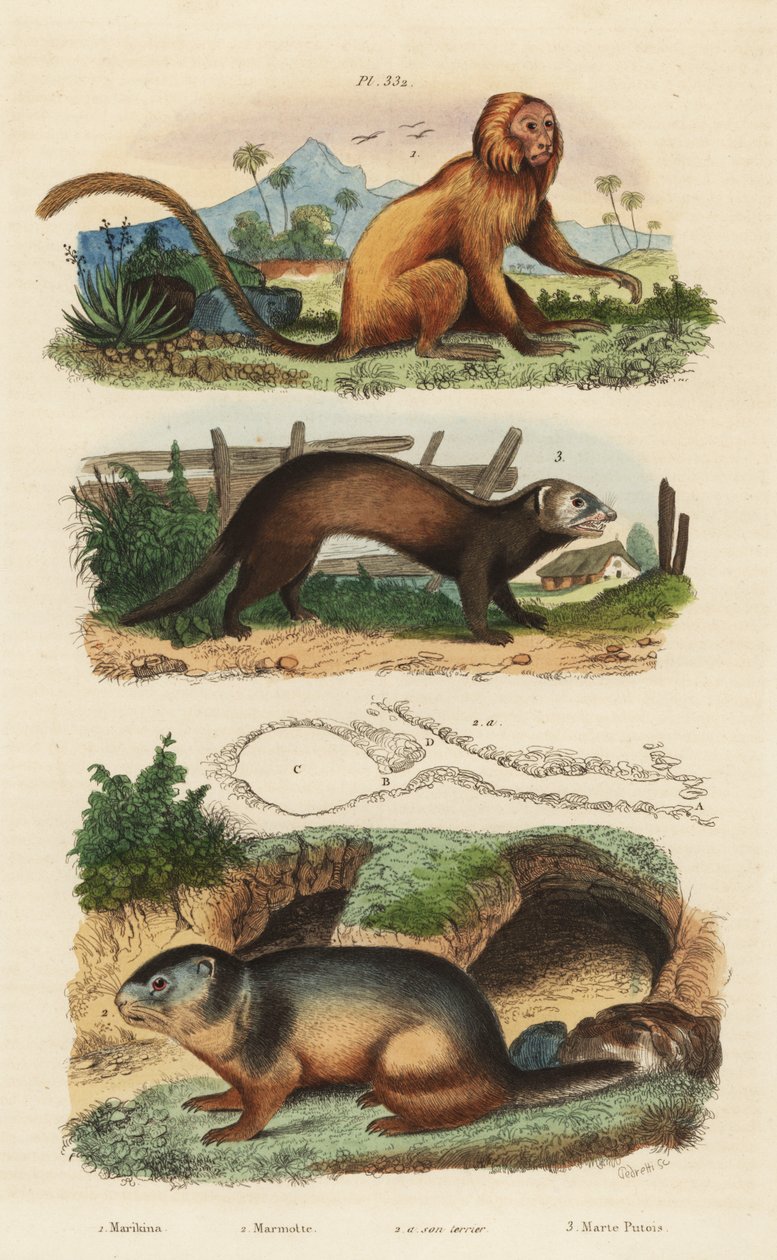 Tamarin de leão dourado, Leontopithecus rosalia, em perigo 1, marmota alpina, Marmota marmota 2 e den, e furão ou doninha, Mustela putorius 3 de Unbekannt