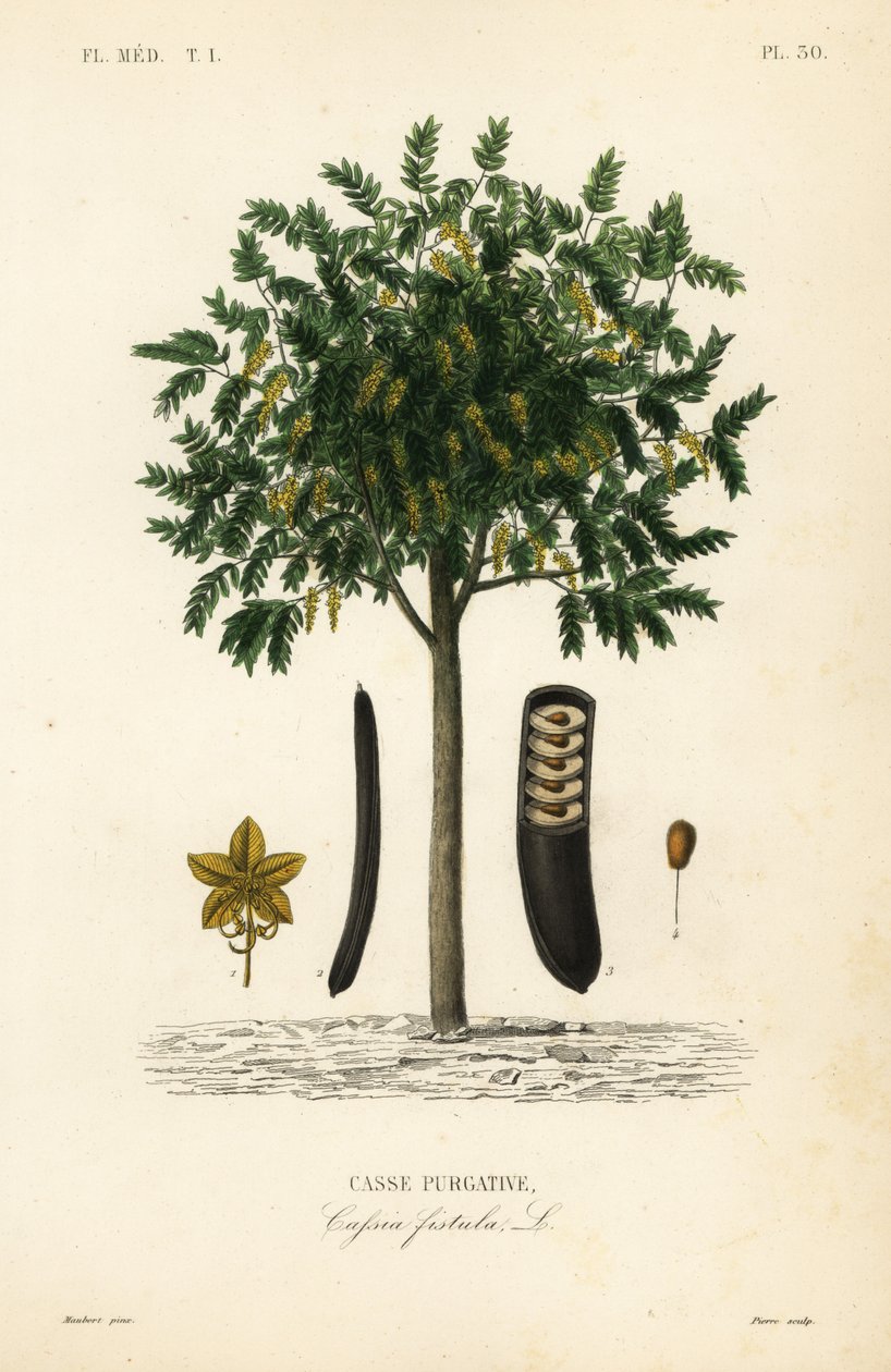 Árvore de chuva dourada ou canafístula, Cassia fístula, Casse purgative de Unbekannt