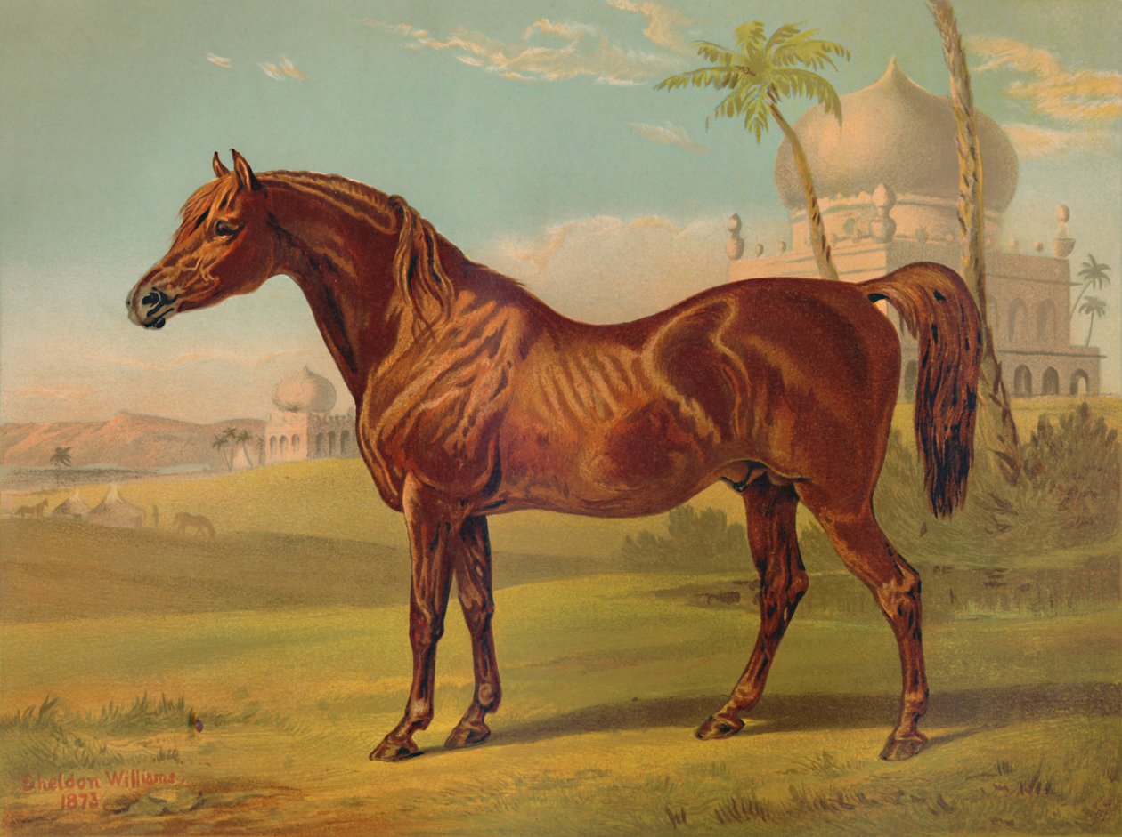 Goldie, árabe de alta classe, c1879. de Unbekannt