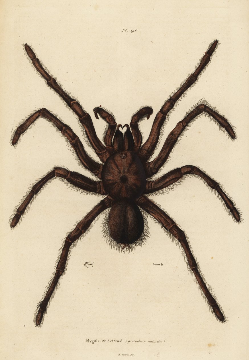 Aranha de Golias, Theraphosa blondi de Unbekannt