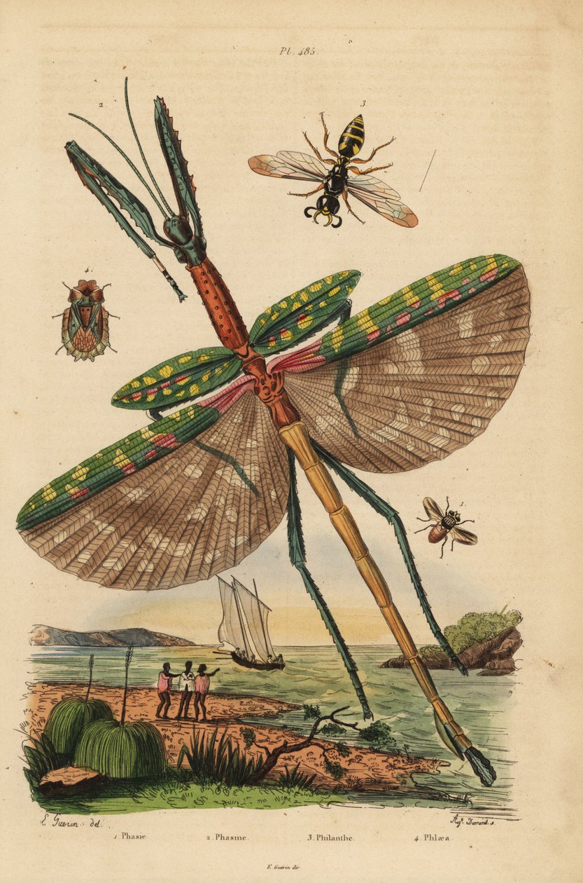 Insecto Golias, Eurycnema goliath, mosca, espécies de Phasia, vespa assassina de abelhas, Philanthus triangulum, percevejo da casca, Phloea corticata de Unbekannt